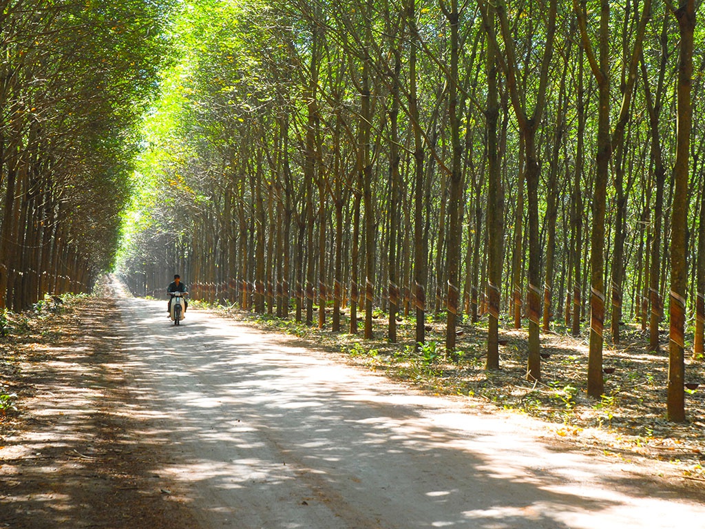 Vườn cây Cao su Việt Lào dẫn đầu năng suất, chất lượng trong các đơn vị đầu tư tại nước ngoài của VRG