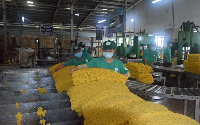 Chế biến mủ cao-su xuất khẩu tại Nhà máy chế biến mủ cao-su Bến Súc (Công ty TNHH một thành viên Cao-su Dầu Tiếng, Bình Dương)